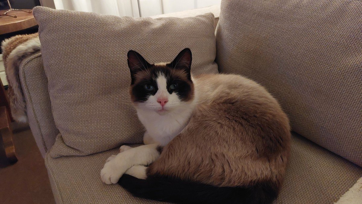 Muis