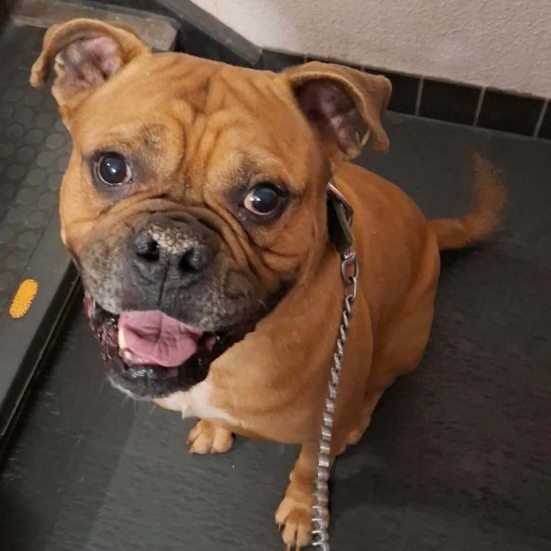Balou