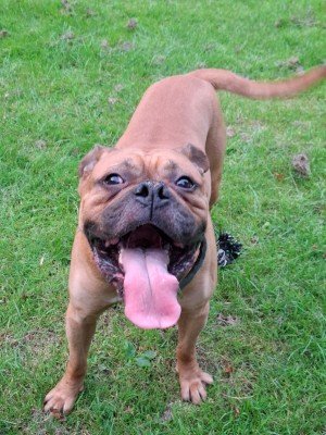 Balou