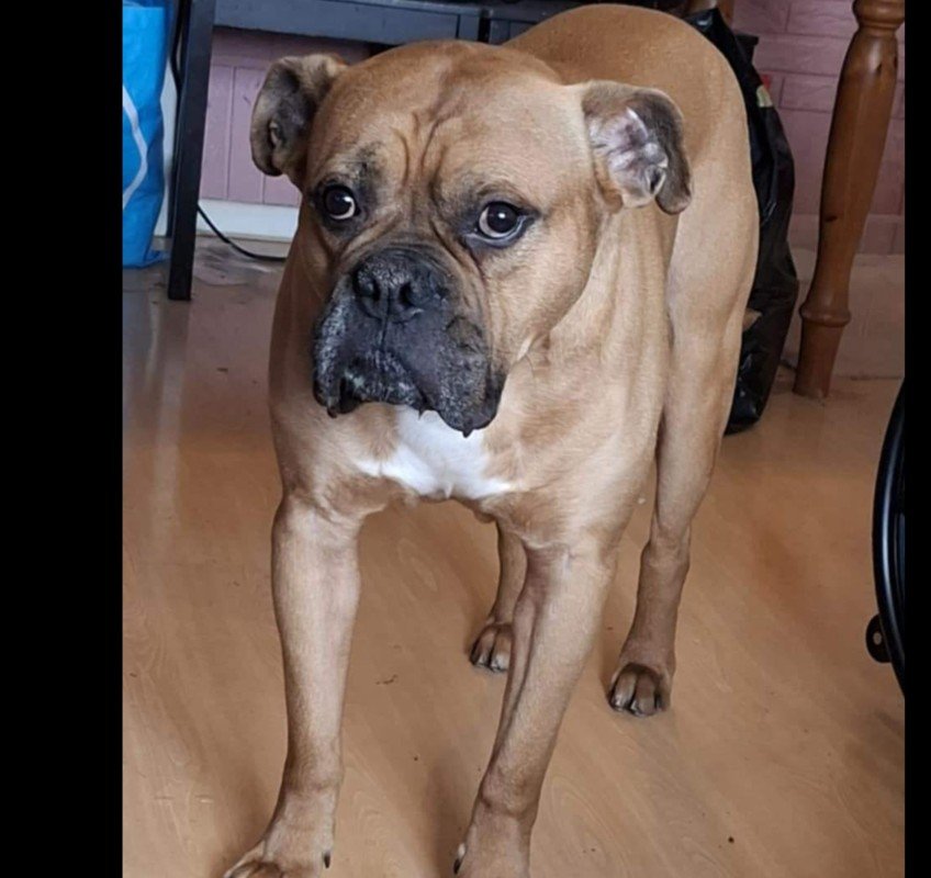 Balou