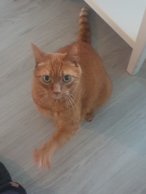 Baco