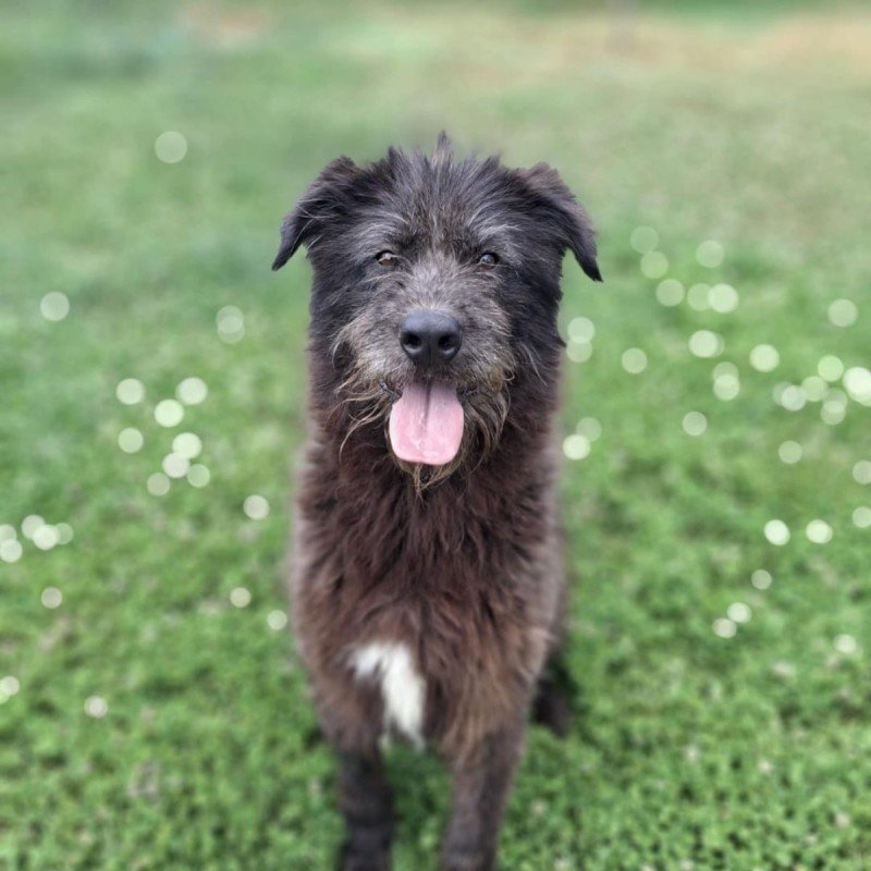 Alf