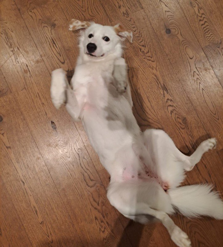 Bella