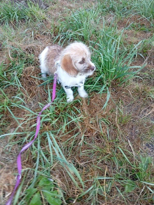 Milou