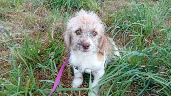 Milou