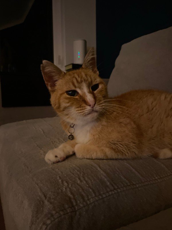 Tijger