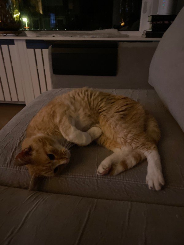 Tijger