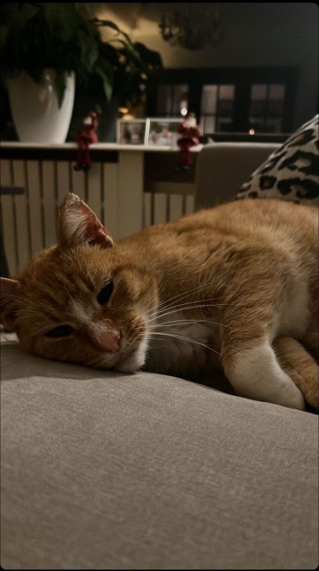 Tijger