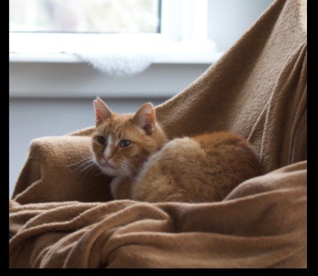 Tijger