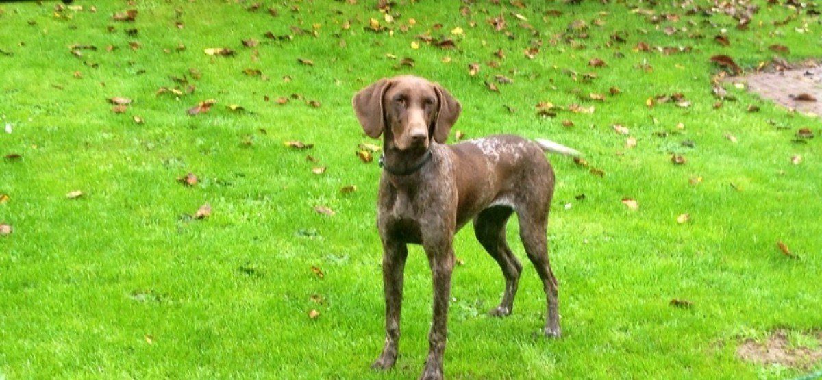 Dax