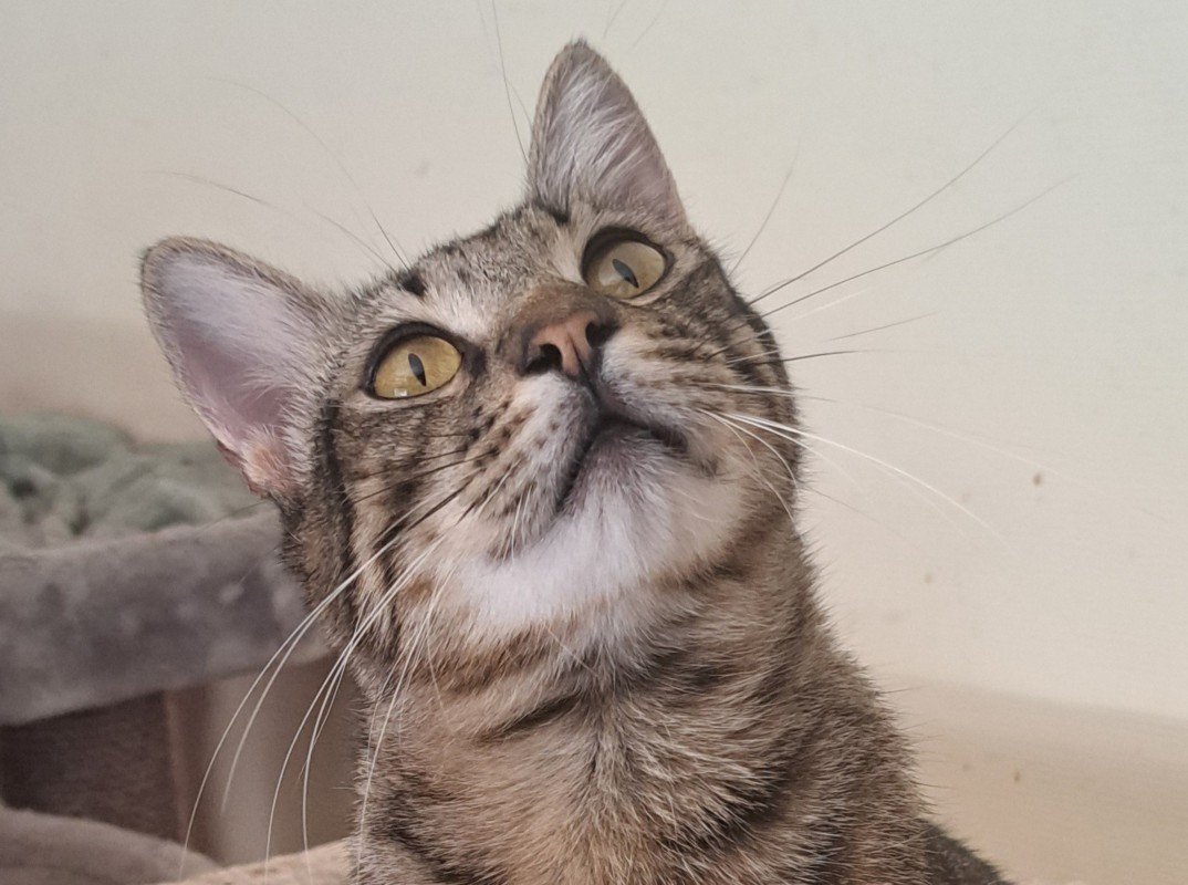 Gismo