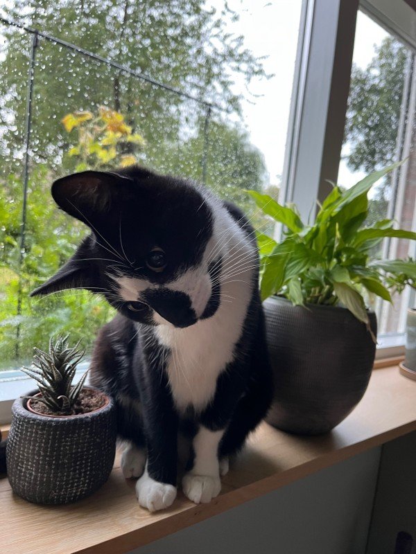 Teun
