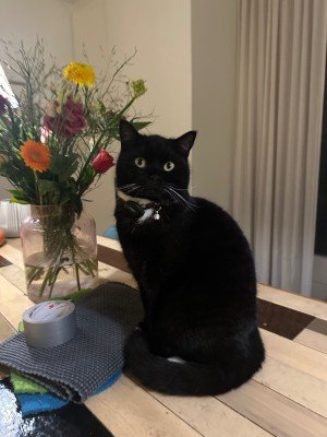 Miso