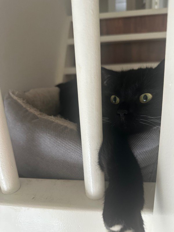 Miso