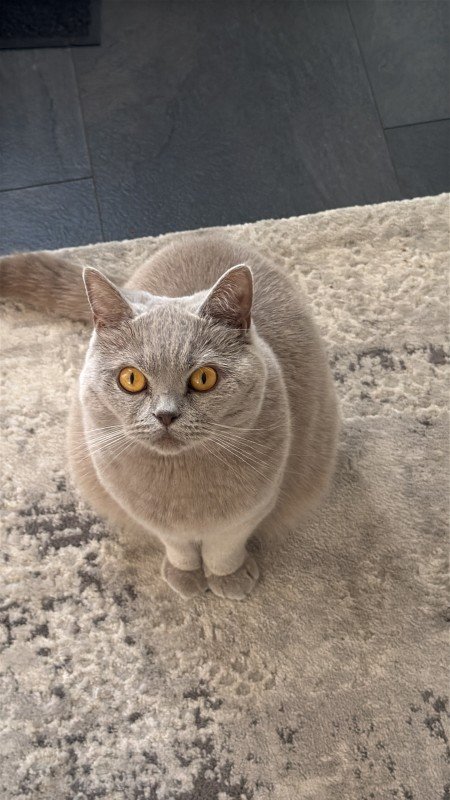Mila
