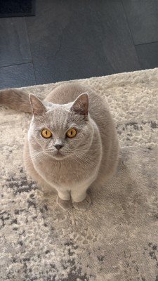 Mila