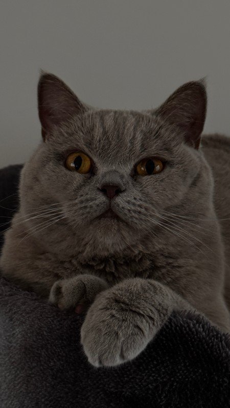 Mila