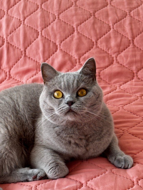 Mila