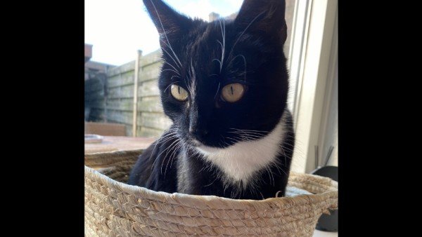 Nova