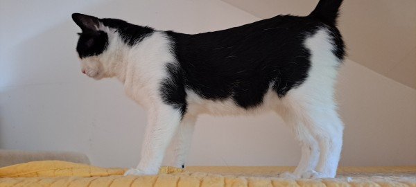 Vali
