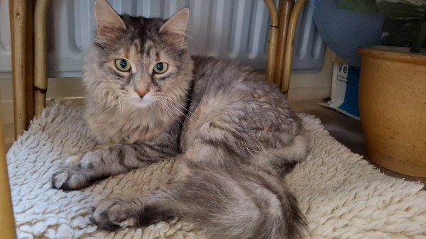Jezebel
