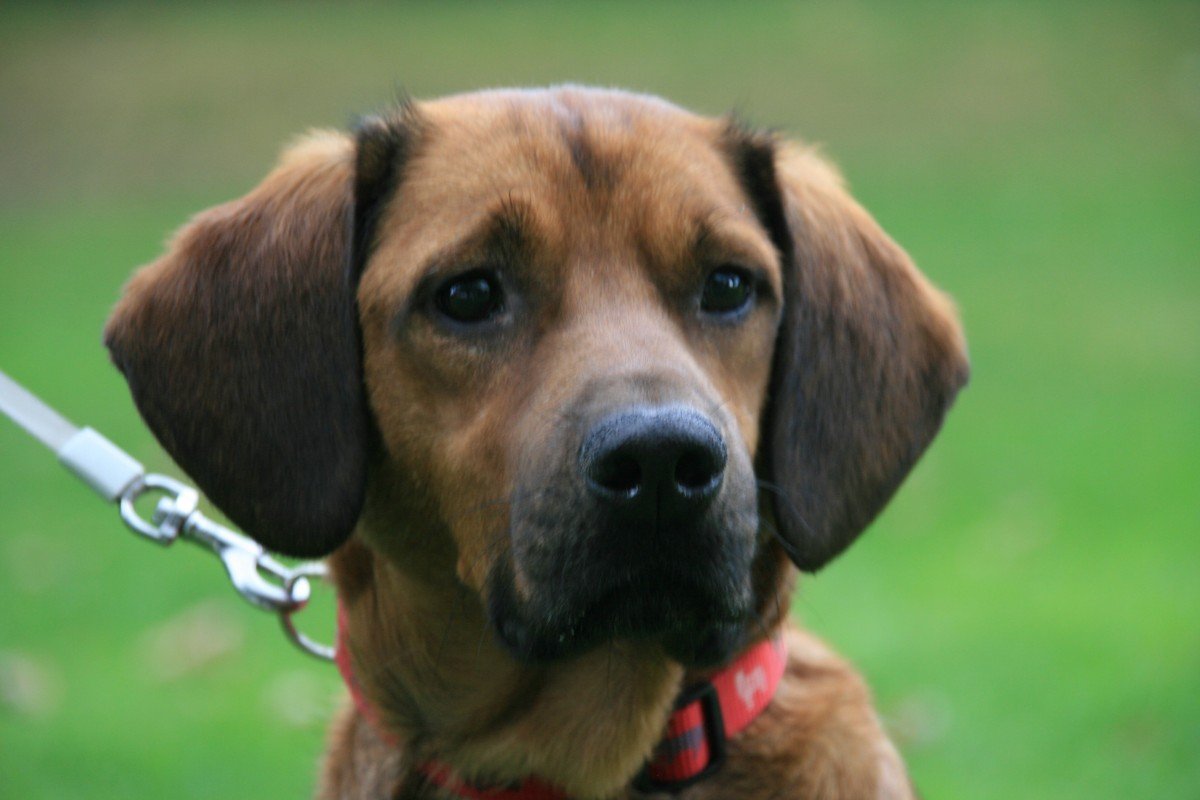 Paco