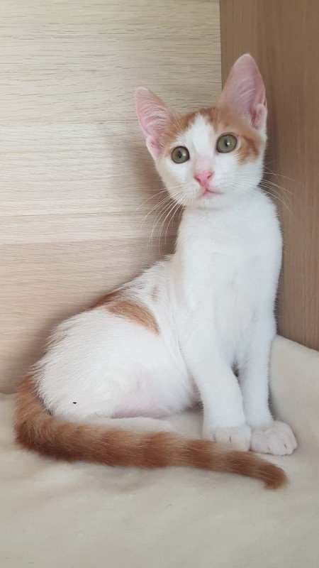 Zahara