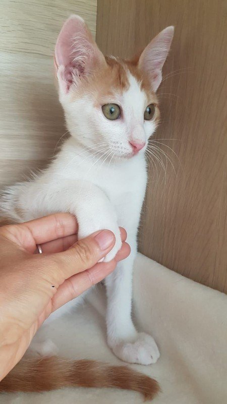 Zahara