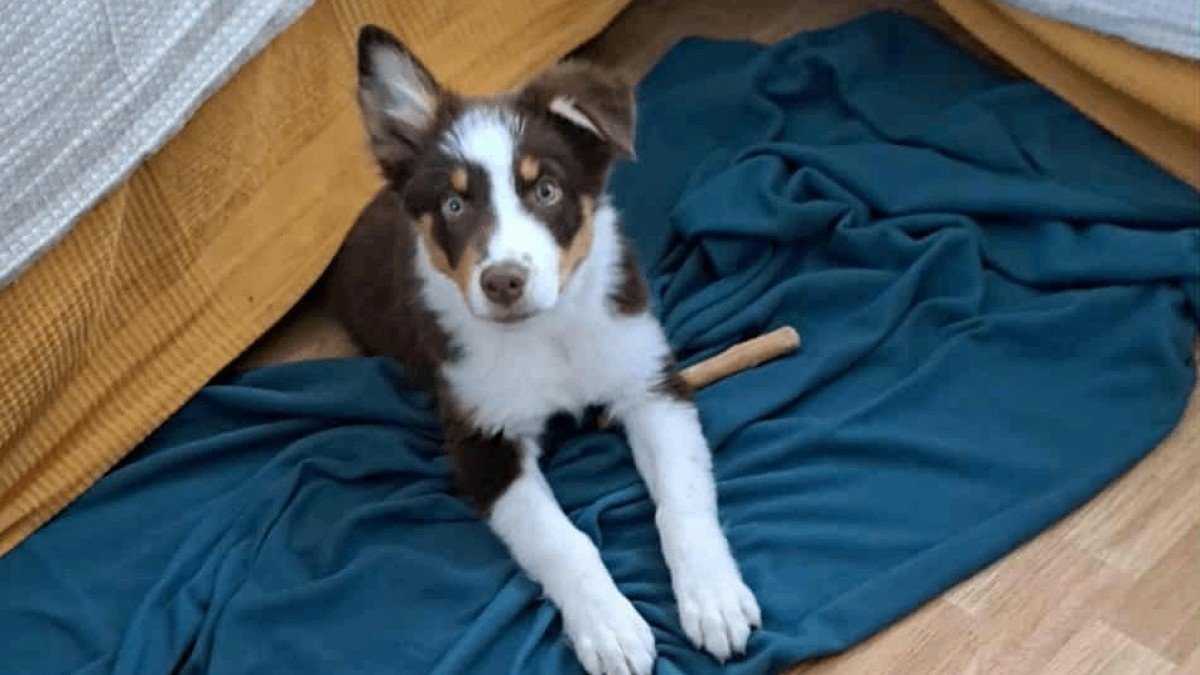 Max