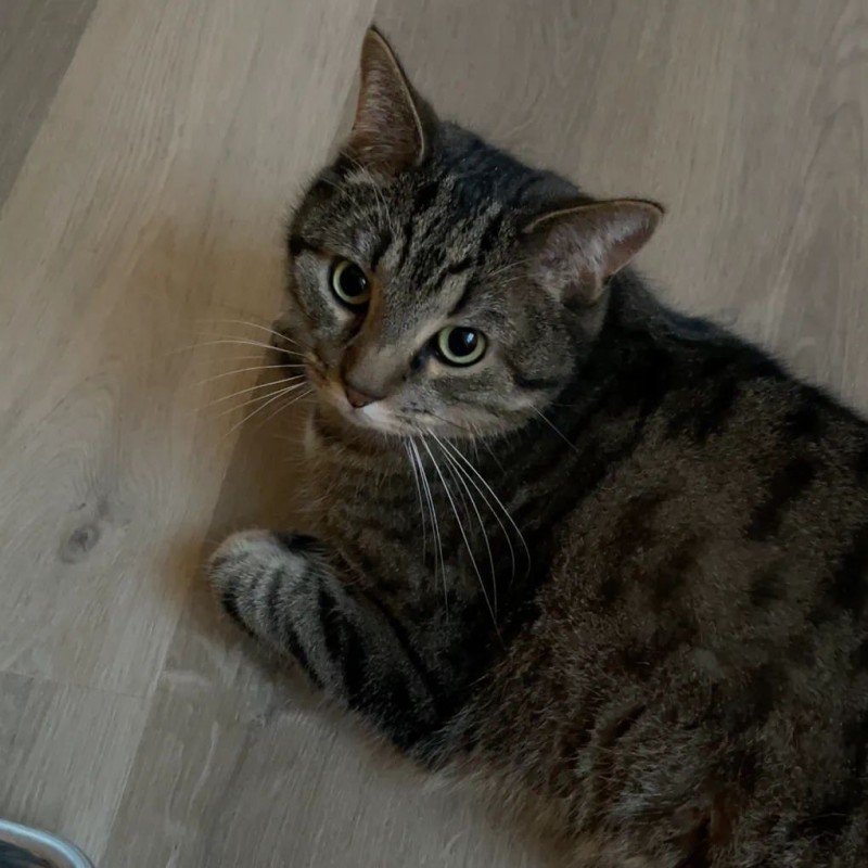 Whisky