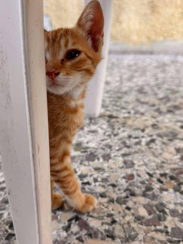 Rosie