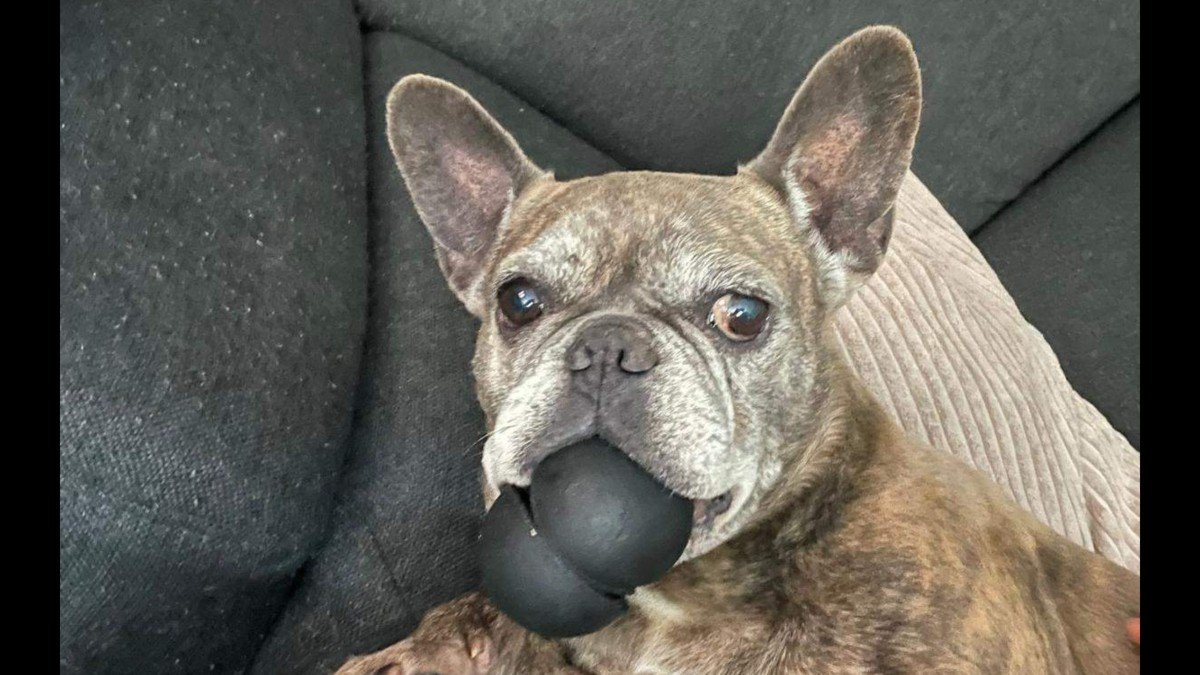 Maya