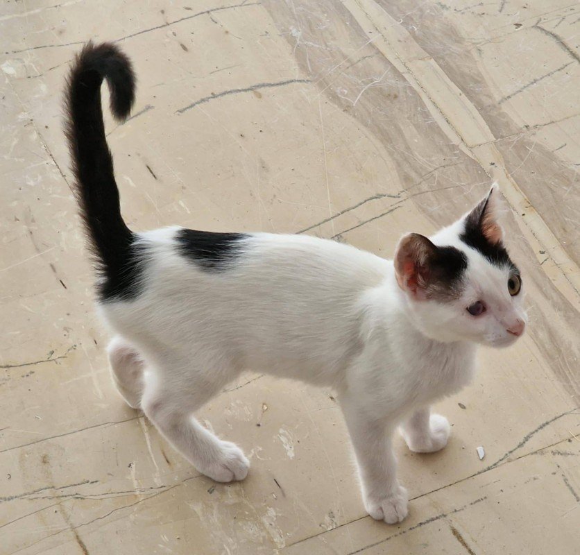 Pepper