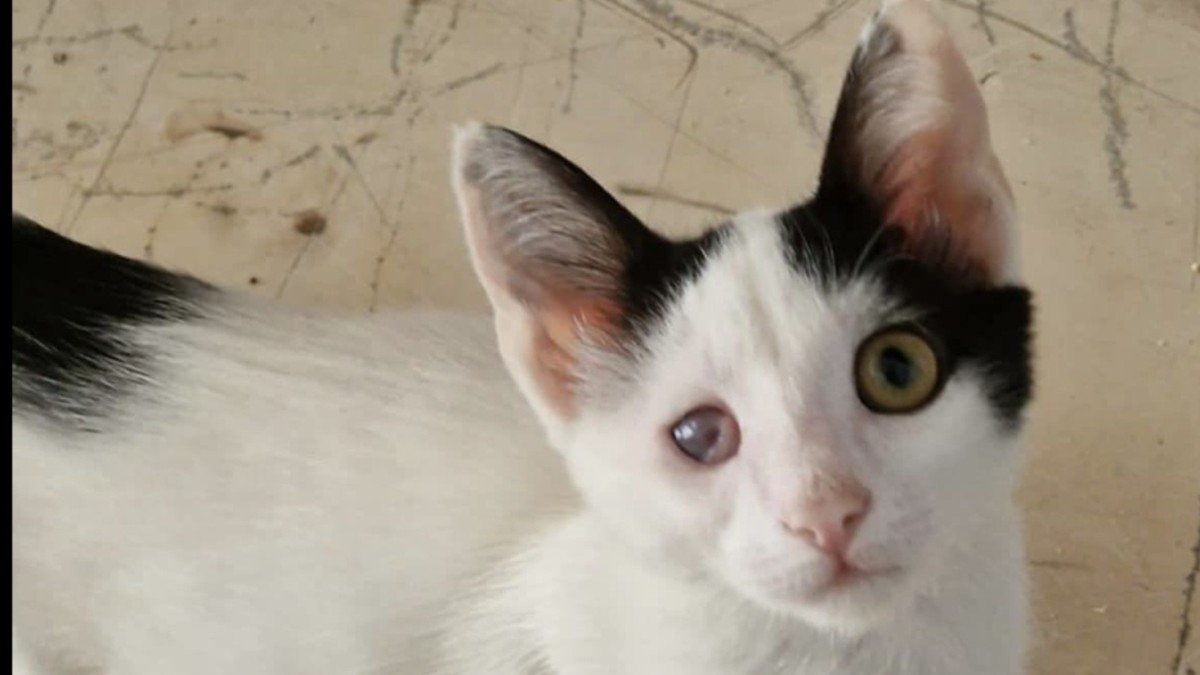 Pepper