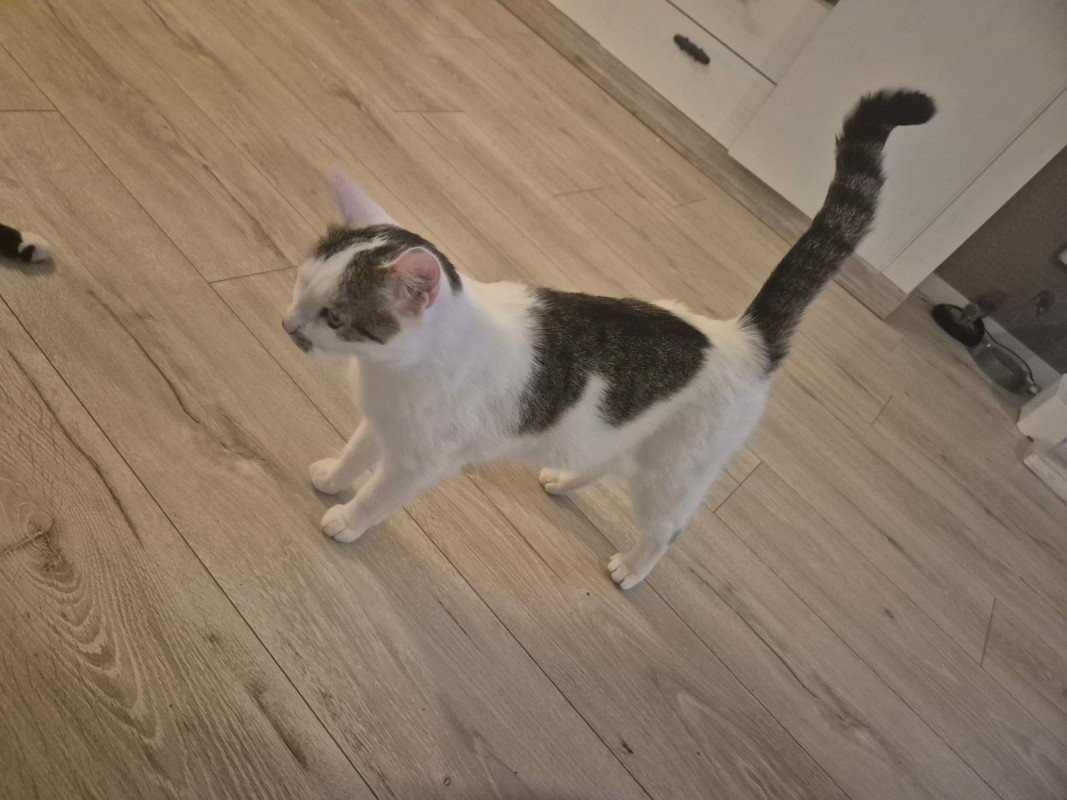 Simba