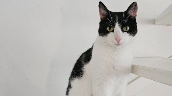 Cato