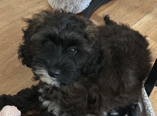 Luna