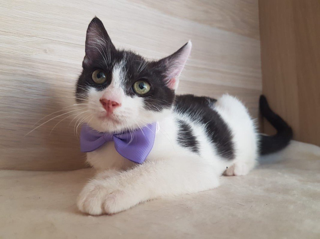 Enzo