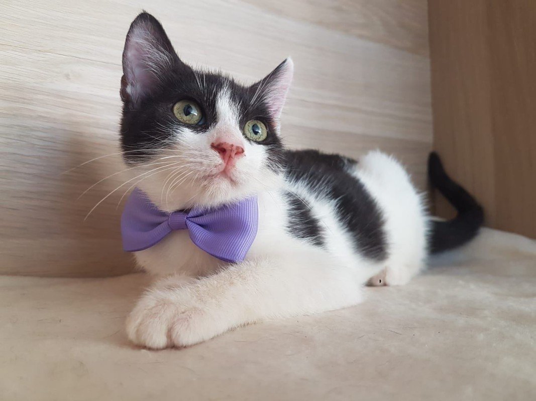 Enzo
