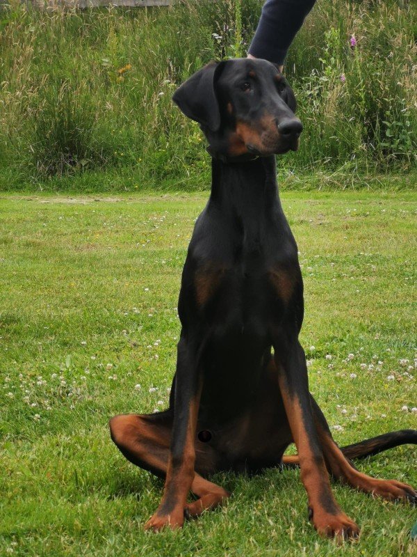 Loki