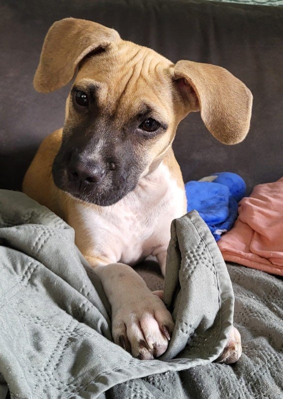 Roxy