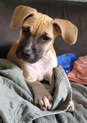 Roxy