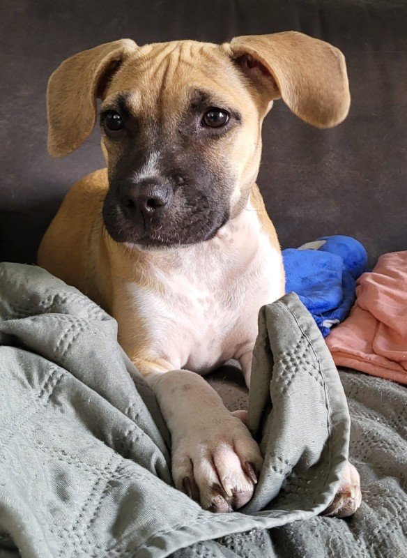 Roxy