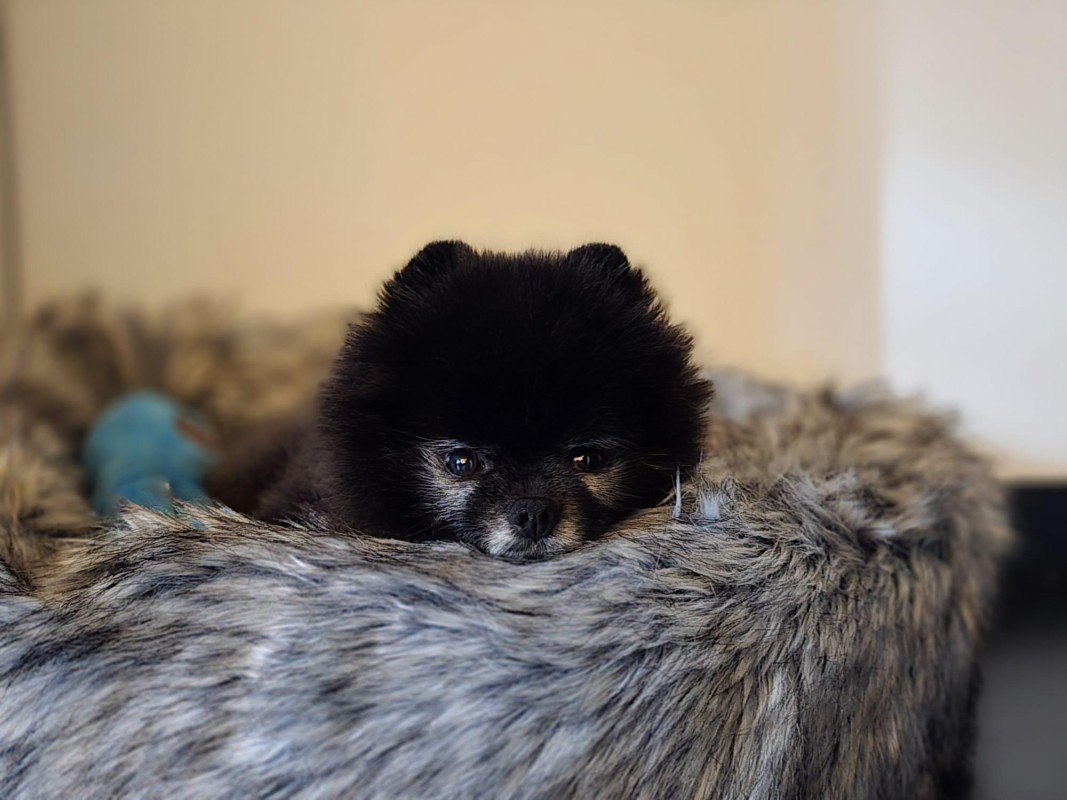 Kiko