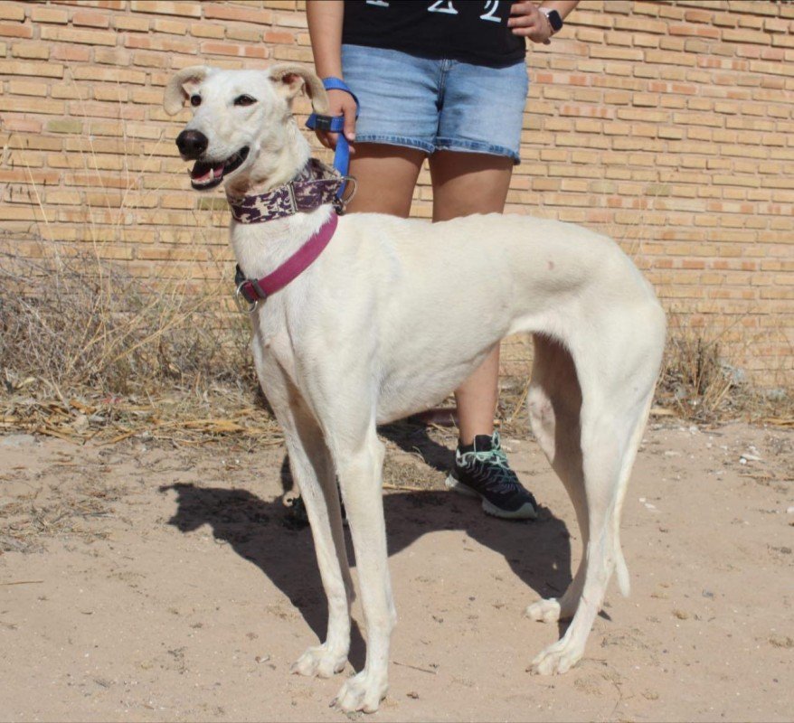 Blanca