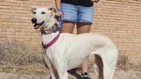 Blanca