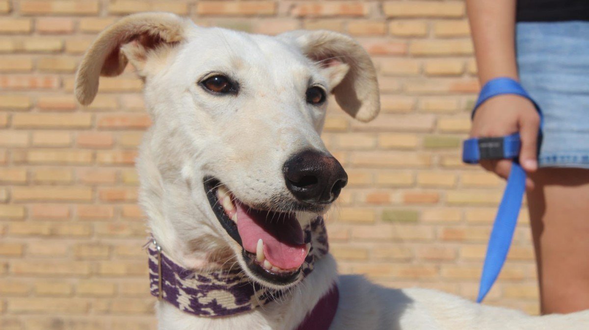 Blanca