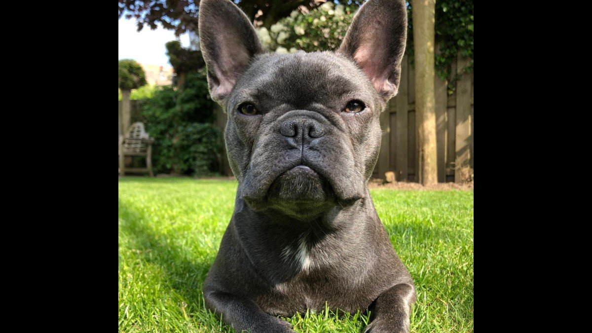 Lola