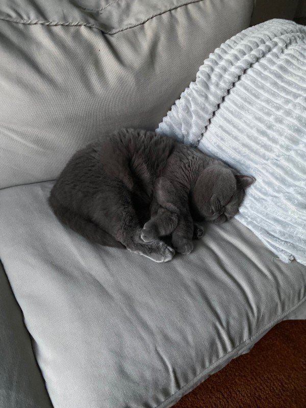 Teddy
