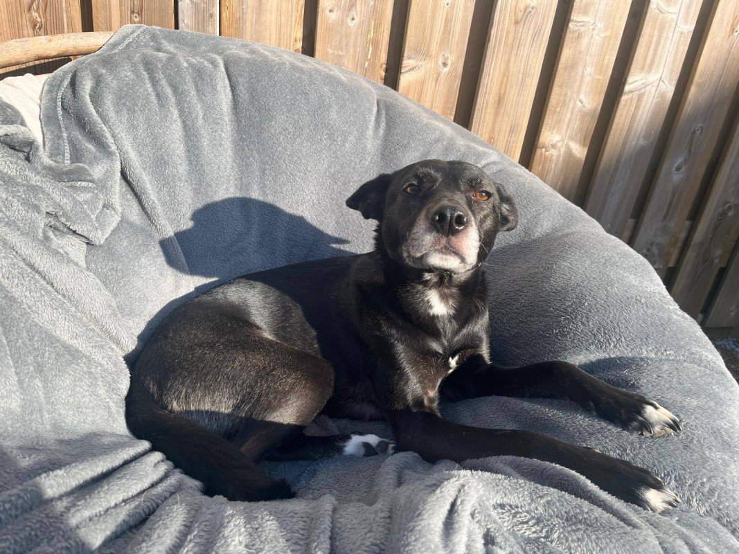 Layka